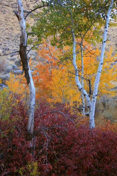 Fall colors in Lamoille Canyon